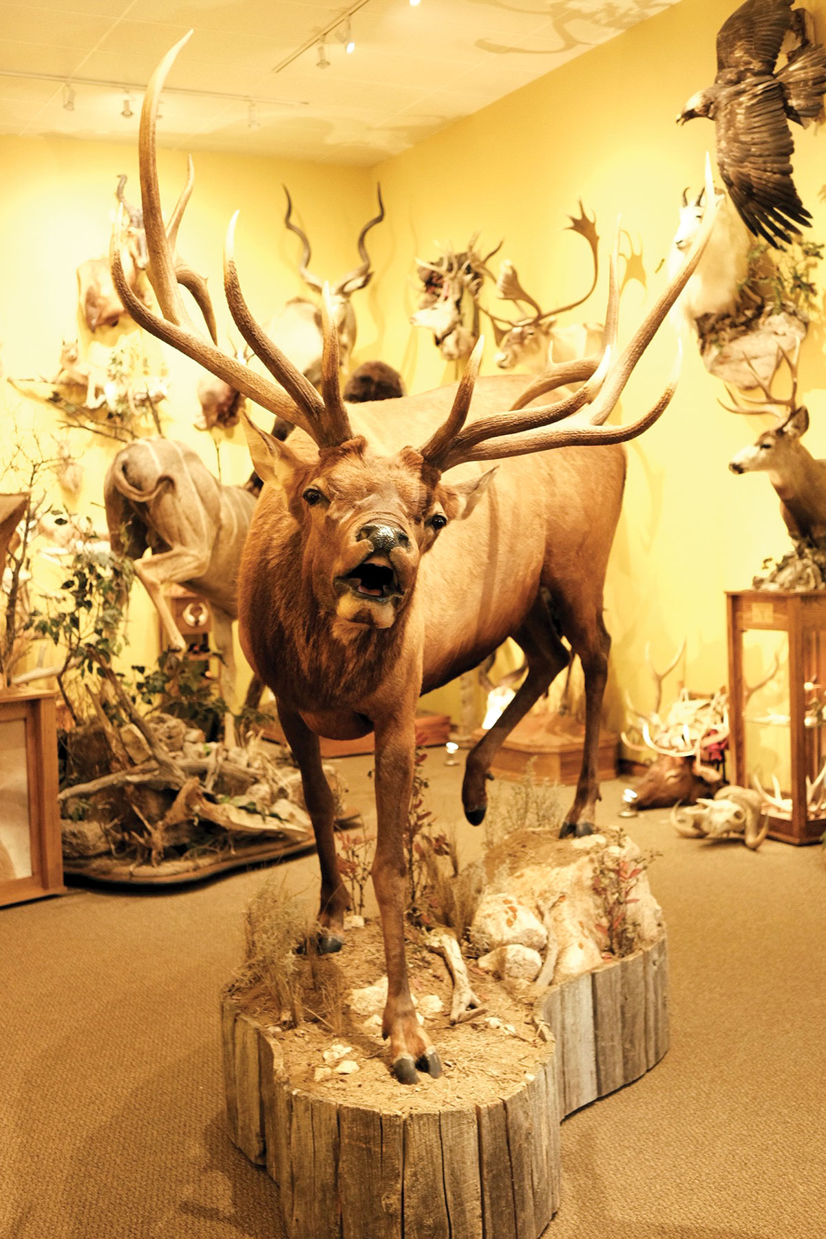 Photograph of Top Notch Taxidermy by Lita Fleming
