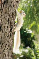 Illustration of a white squirrel by Francis Mariani.