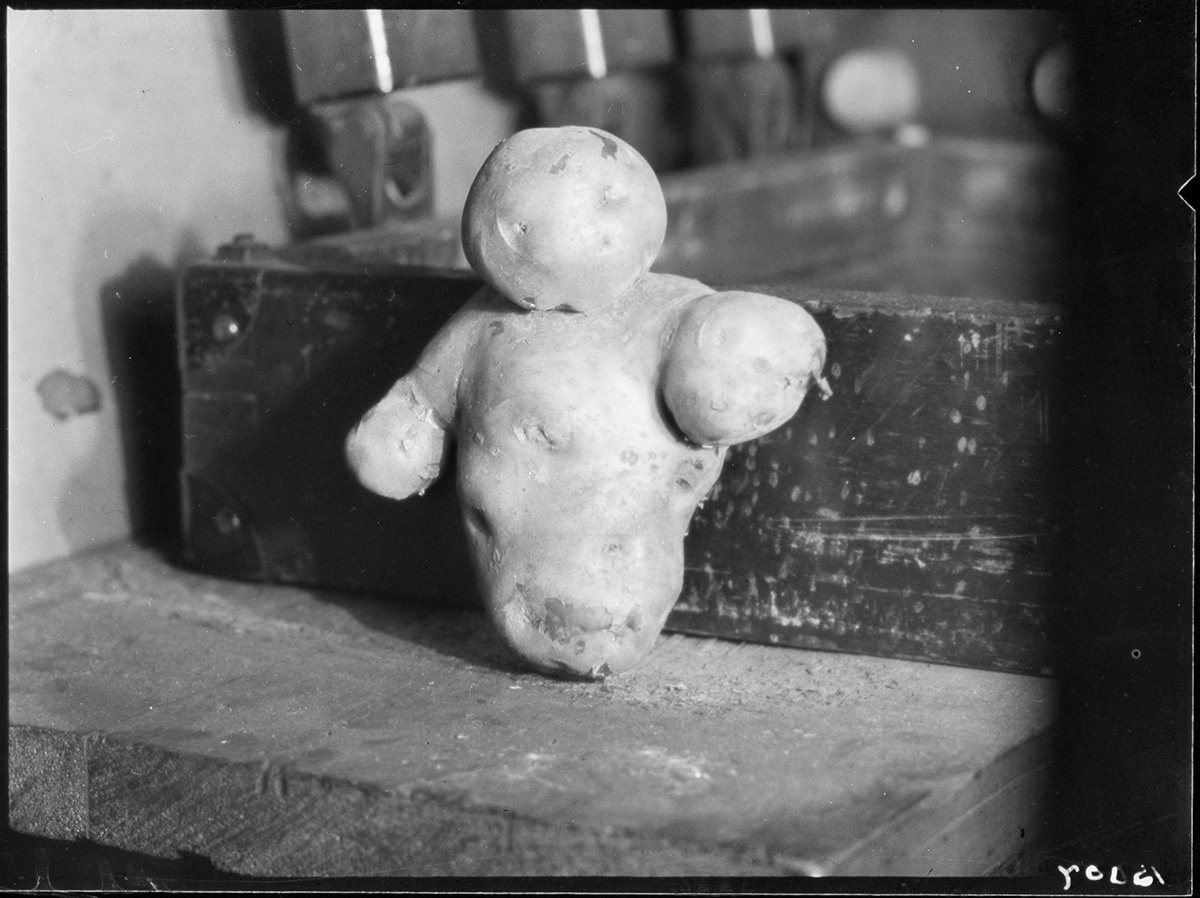 Man-shaped potato (1928).