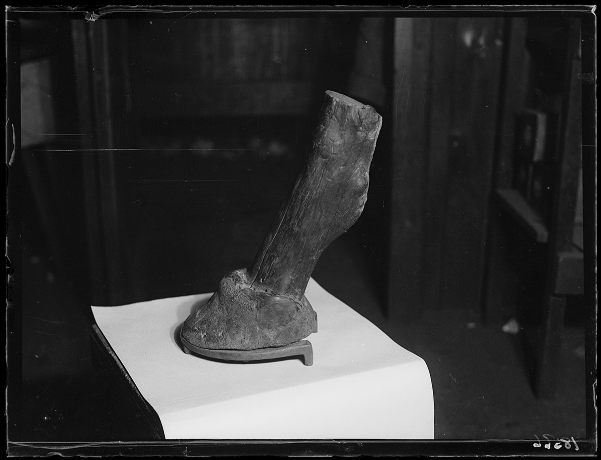 Horse’s hoof (in actuality, a piece of wood) (1929).